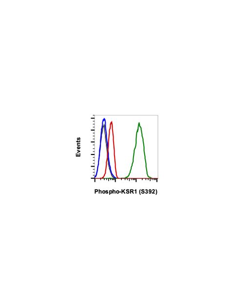 Phospho KSR1 Ser392 3A4 Rabbit MAb PE Conjugate Abwiz Bio