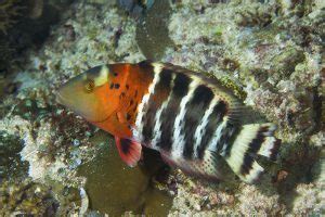 Wrasse species Identification Guide | Snorkeling Report