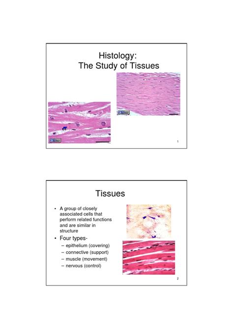 Pdf Histology Dokumen Tips