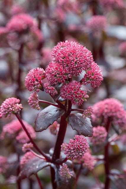 140806074sedum Marchants Best Red Sedum Marchants Flickr