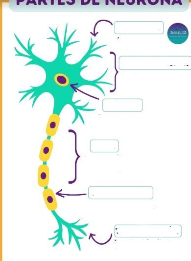 Diagrama De Partes De Una Neurona Quizlet