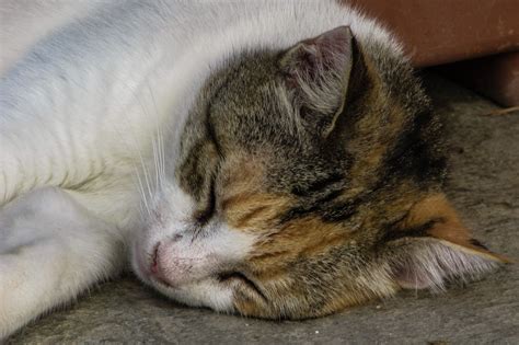 images animal cute relax kitten sleeping whiskers lazy
