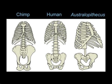 Bipedalism Evolution