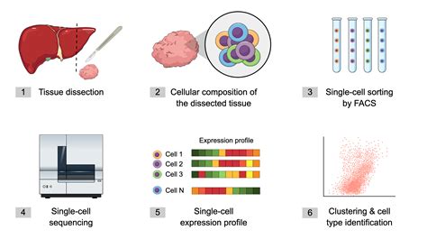 Single Cell Sequencing Infographic Templates