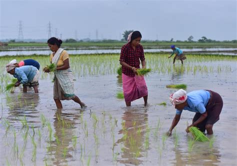 Asia Album Planting Season Coming Indian Farmers Plant Rice