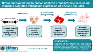 Direct Reprogramming To Human Nephron Progenitor Like Cells Using