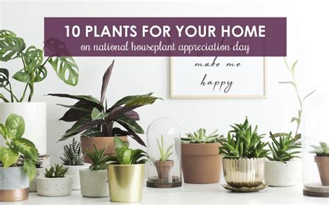 National Houseplant Appreciation Day | Berkshire Hathaway HomeServices