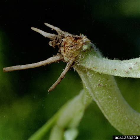 Root Rot Damping Off Genus Rhizoctonia