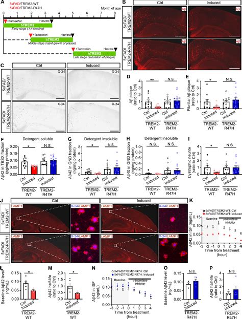 Figure 1 From Elevating Microglia TREM2 Reduces Amyloid Seeding And