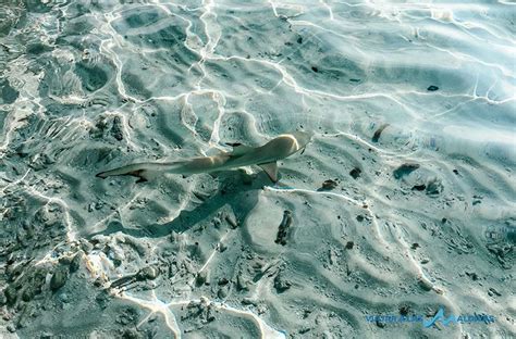 Tiburones En Maldivas Todo Lo Que Debes Saber