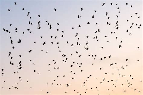 130+ Crow Fly Distance Stock Photos, Pictures & Royalty-Free Images ...