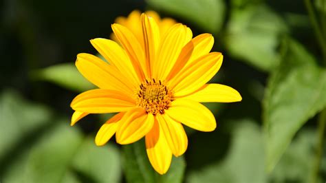 Картинки цветок, размытый фон - обои 1920x1080, картинка №84476