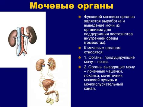 Обзор органов мочеполовой системы - презентация онлайн