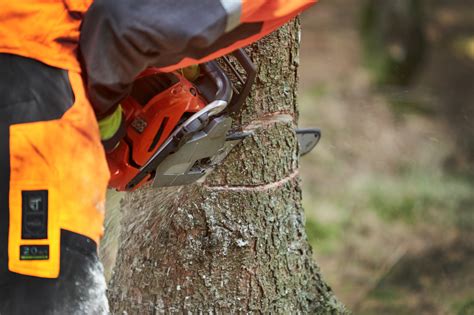 Baum fällen Kosten und Infos zur Baumfällung