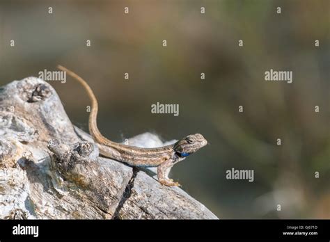 Courting Southwestern Fence Lizards Sceloporus Cowlesi Rio Grande