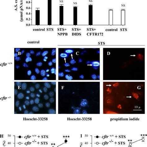 Effects Of Staurosporine STS On Caspase 3 Activity And Apoptosis In