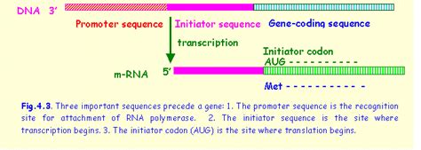 1 Promoter Sequence