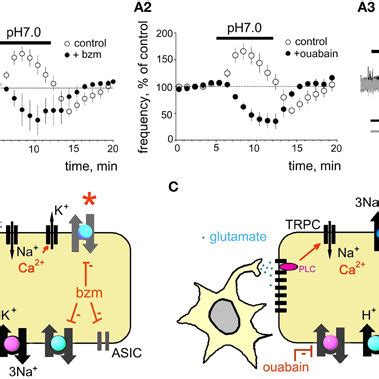 Ammonium And Proton Sensing In Histaminergic Tmn Neurons A