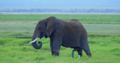 five-legged-elephant-390x205 | The Mad Traveler