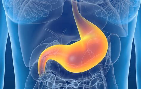 What Is The Role Of Stomach In The Digestion Of Food at Ernest Rue blog