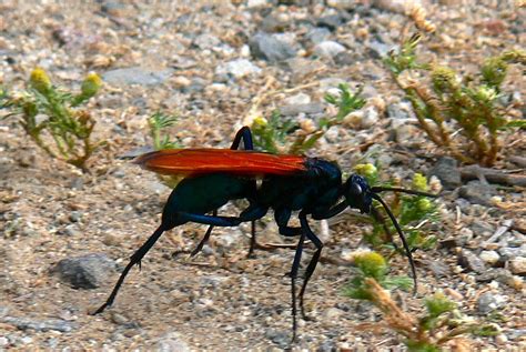 Tarantula Hawk Wasp Pepsis Thisbe Is Active In The Spring  Flickr