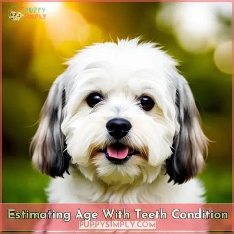 Havanese Lifespan: What to Expect from This Dog Breed