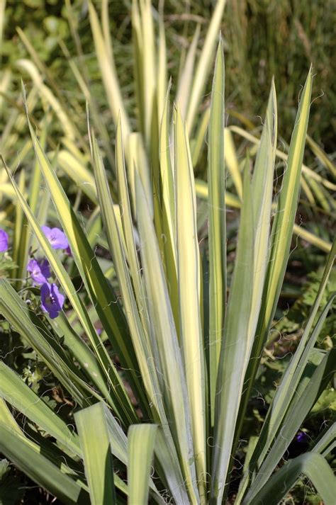 Yucca Filamentosa Garland Gold Adam S Needle Garden Center Marketing