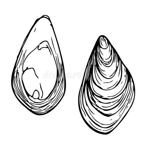 Hand Drawn Mussels Vector Illustrations Isolated On A White Background