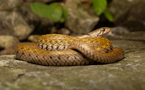 Checkered Keelback Fowlea Flavipunctata Hongkongsnakeid