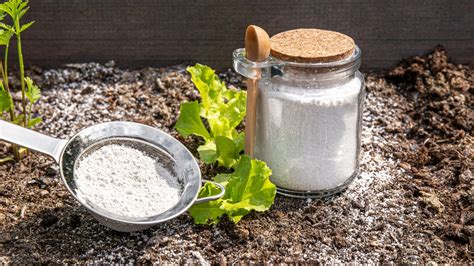 What Is Diatomaceous Earth And What Is It Used For