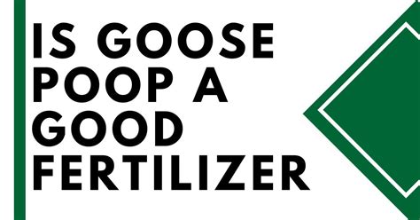 Is Goose Poop Good Fertilizer? Read This First