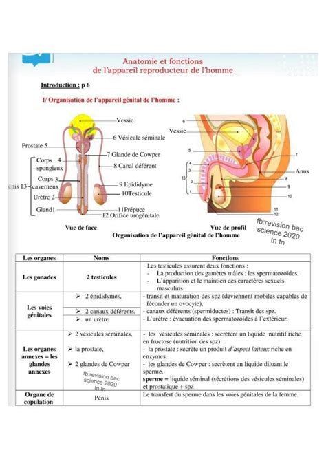 SOLUTION R Sum Reproduction Chez L Homme Et La Femme Studypool