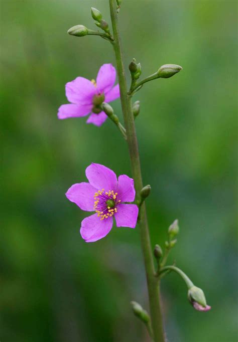 Flora Of Zambia Species Information Individual Images Talinum