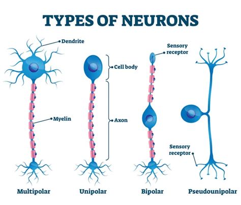 Tipos de neuronas imágenes de stock de arte vectorial | Depositphotos