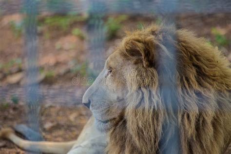 Lion in the cage stock image. Image of look, feline, africa - 99862039