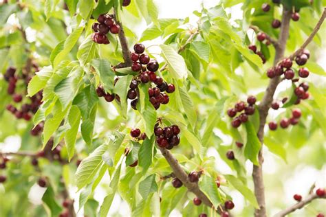 How To Grow And Care For A Bing Cherry Tree