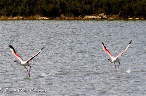 Lavocedimanduria It Manduria Fenicotteri Rosa Salina Dei Monaci