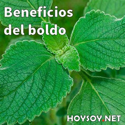 Propiedades Y Beneficios Del Boldo HOYSOY NET