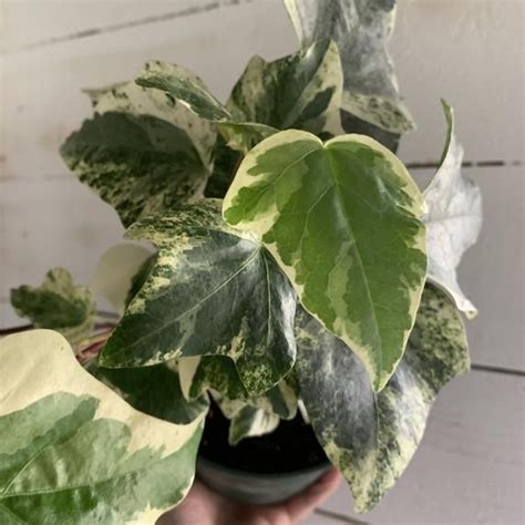 Variegated Algerian Ivy House Plant Hedera Canariensis Etsy Ivy