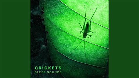 Crickets Sleep Sounds Mindfulness Relaxation Pt Youtube