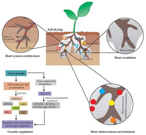 Ijms Free Full Text Mechanisms Of Abscisic Acid Mediated Drought