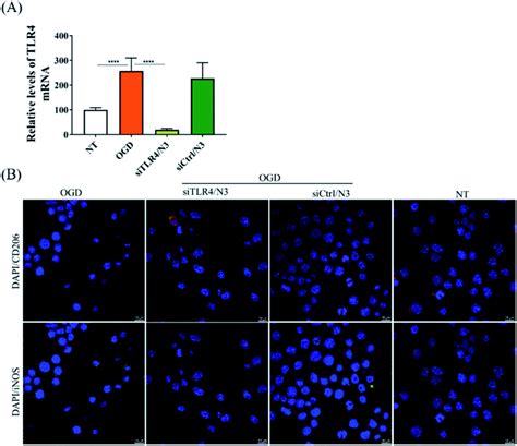 Effect Of The Array Of Amines On The Transfection Efficiency Of