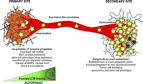 Schematic Illustrating Roles Of Autophagy In The Metastatic Cascade