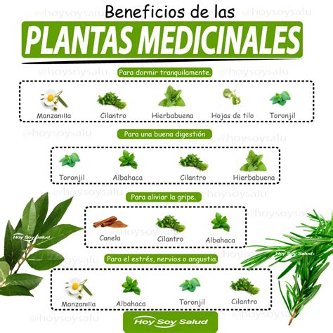 Las Mejores Plantas Medicinales Para Prevenir Y Tratar La Artrosis