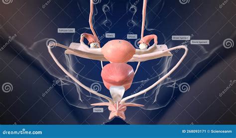 The Female Reproductive Organ Anatomy Stock Illustration Illustration