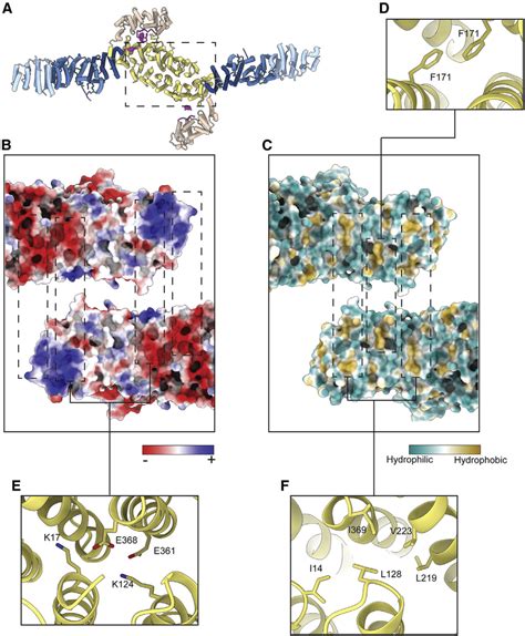 Gea2 Dimerizes Via The Dcb Hus Domains A Gea2 Dimer With A Dashed Download Scientific