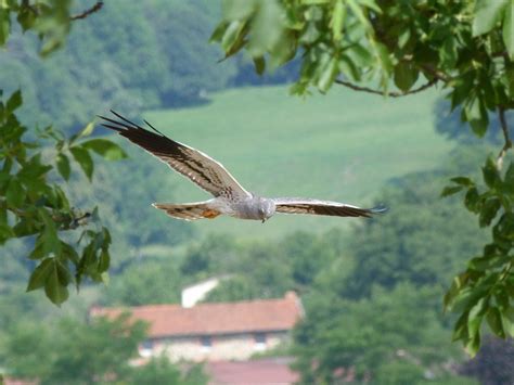 Loire Pourquoi Cellieu est un havre de paix pour les busards cendrés