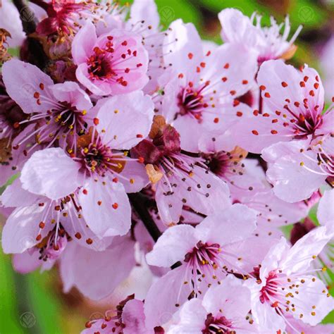 Prunus Cerasifera Nigra Purple Leaved Plum Tree Free Uk Delivery Over £50