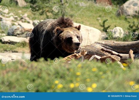 Grizzly Bear Profile Portrait in Grass Stock Image - Image of animal ...