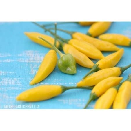 Graines De Piments Tabasco Jaune Prix